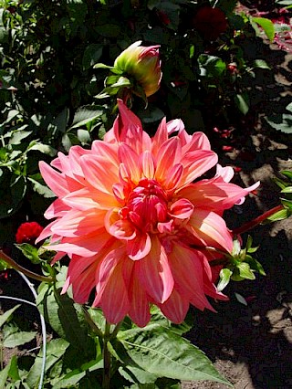 Dahlia 