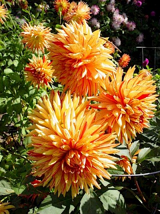 Dahlia 