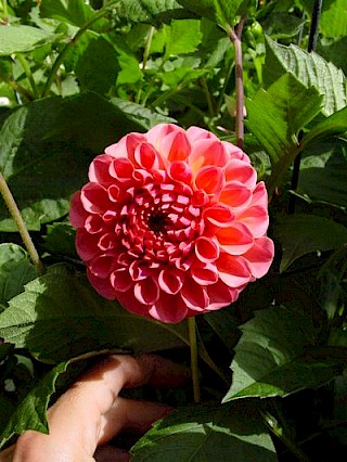 Dahlia 