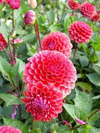 Dahlia 