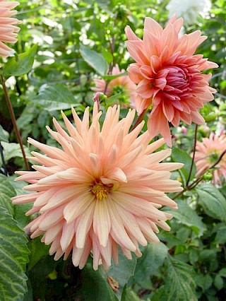 Dahlia 