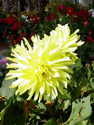 Dahlia 