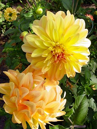 Dahlia 