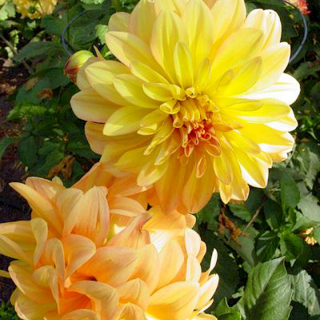 Dahlia 