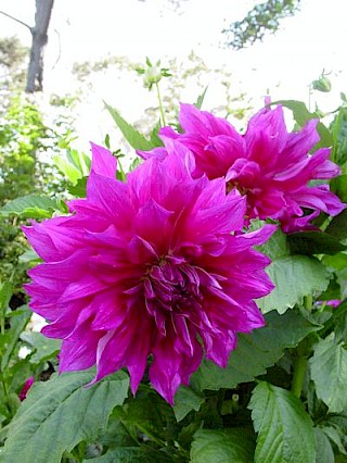 Dahlia 