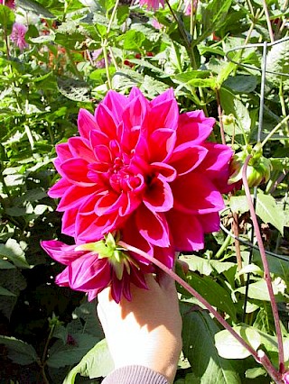 Dahlia 