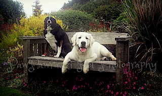 National Dog Day 2016 gallery image