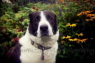 National Dog Day 2016 gallery image