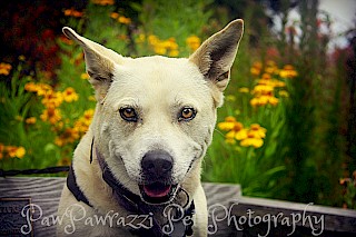 National Dog Day 2016 gallery image