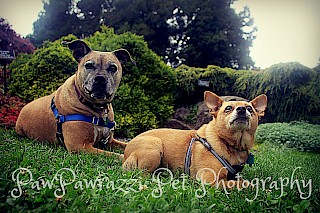 National Dog Day 2016 gallery image