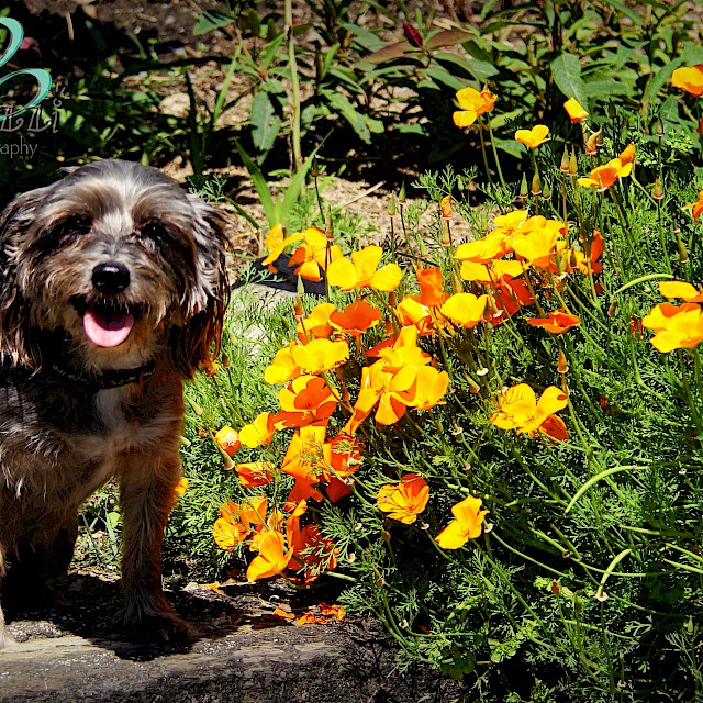 Chewy – National Dog Day 2017 gallery image
