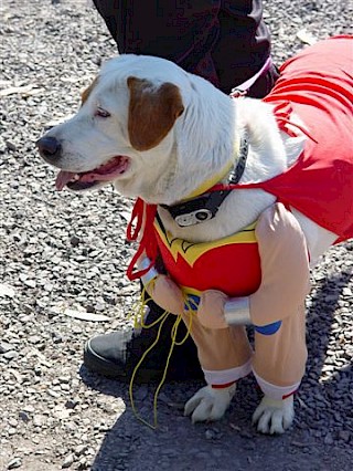 Caped Crusader Dog gallery image