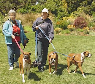 Boxers in the Garden gallery image