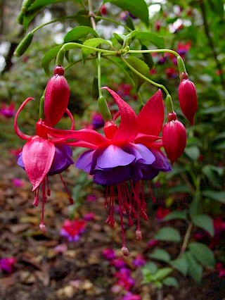 Fuchsia 