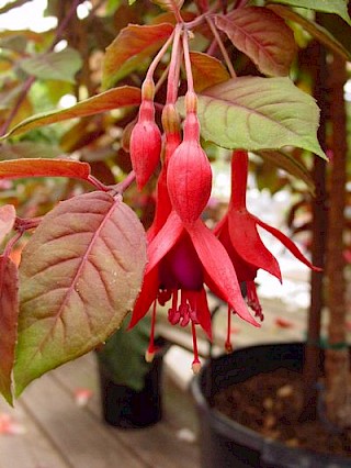 Fuchsia 