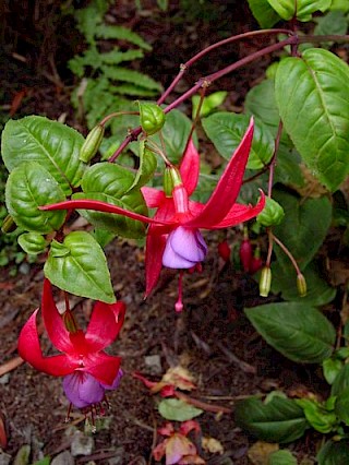 Fuchsia 