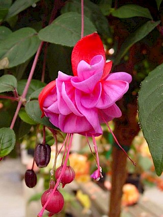 Fuchsia 