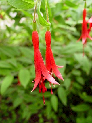 Fuchsia brevilobis gallery image