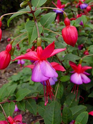 Fuchsia 