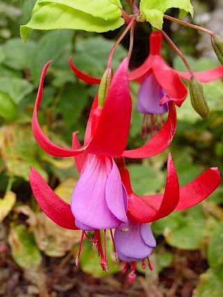 Fuchsia 