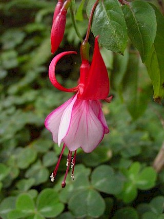 Fuchsia 