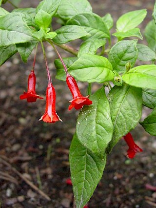 Fuchsia cylindracea gallery image