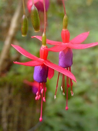 Fuchsia 