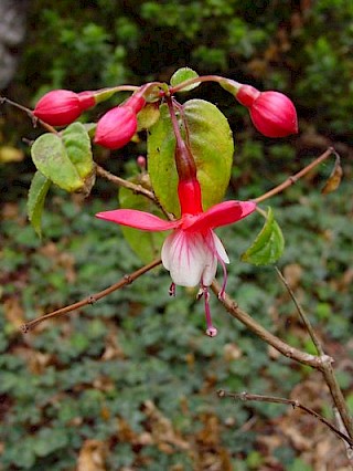 Fuchsia 