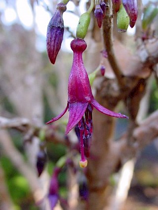 Fuchsia excorticata 