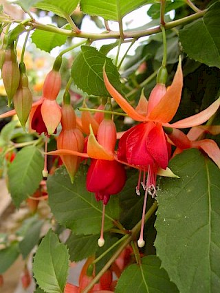 Fuchsia 