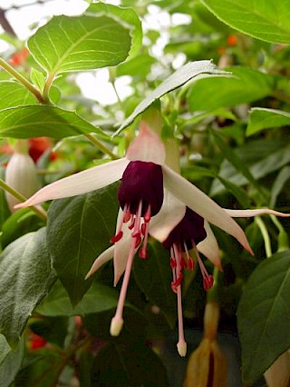 Fuchsia 