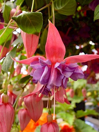 Fuchsia 