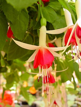 Fuchsia 