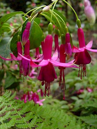 Fuchsia 