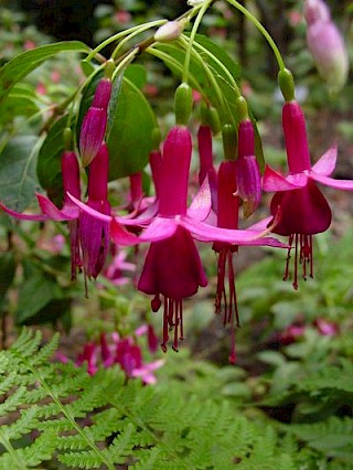 Fuchsia 