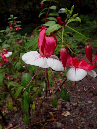 Fuchsia 