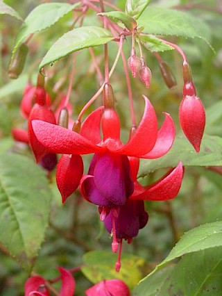 Fuchsia 