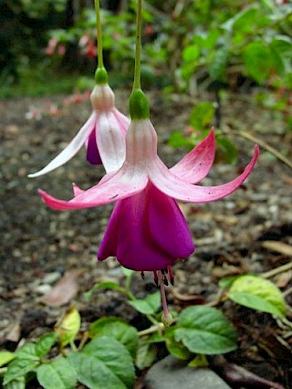 Fuchsia 