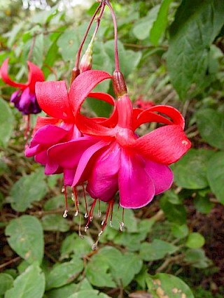 Fuchsia 