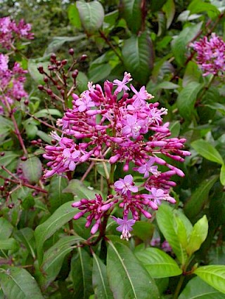 Fuchsia 