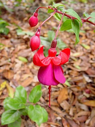 Fuchsia 