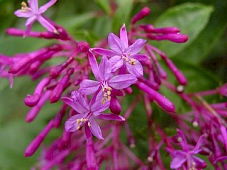 Fuchsia paniculata gallery image
