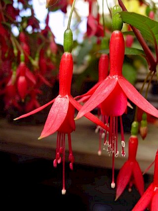 Fuchsia 