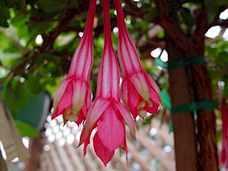 Fuchsia petiolaris gallery image
