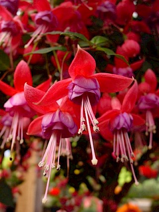 Fuchsia 