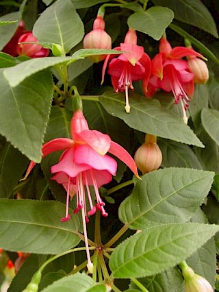 Fuchsia 