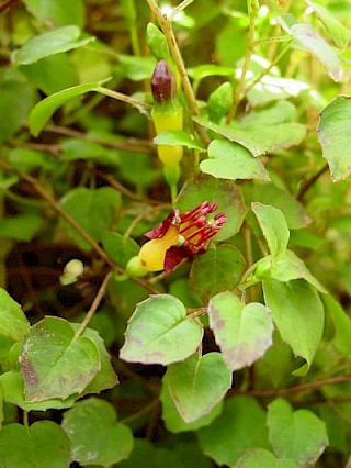 Fuchsia procumbens gallery image