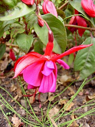 Fuchsia 