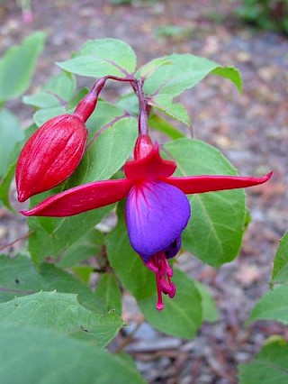 Fuchsia 