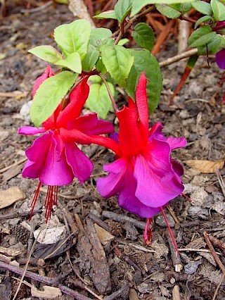 Fuchsia 